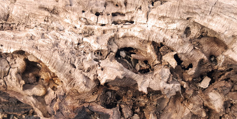 abstract  texture background of a trunk of an old olive tree with cracks and holes