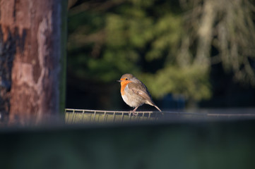 Birds