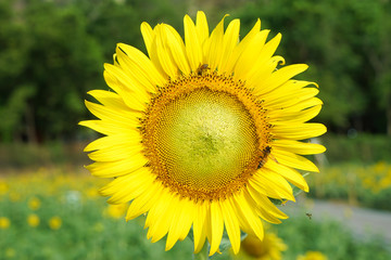 sunflower garden.sunflowers have abundant health benefits.