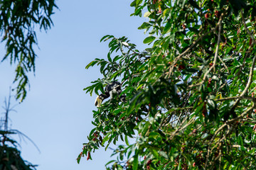 Hornbill Smack on the Tree