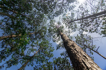 Forest Through The Sky