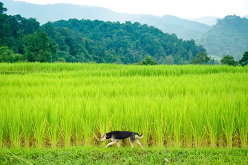 Dog andyoung terrace rice plantation in a Karen village, Thailan