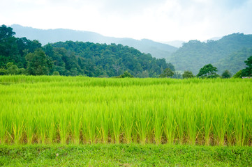 Young terrace rice plantation in a Karen village, Thailand