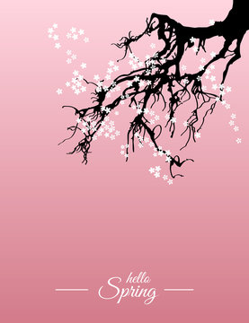Hello spring nature greeting card. Beautiful Japanese cherry tree (sakura) abstract background. Vector illustration