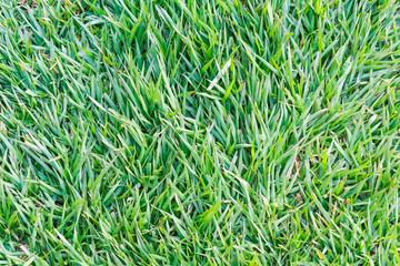 Juicy grass on sunny day