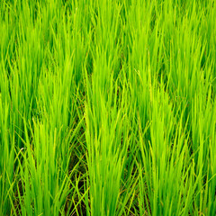 Young terrace rice plantation in a Karen village, Thailand