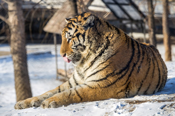Siberian Tiger (Panthera tigris altaica)