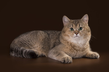 egyptian cat in studio