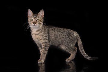 egyptian cat in studio