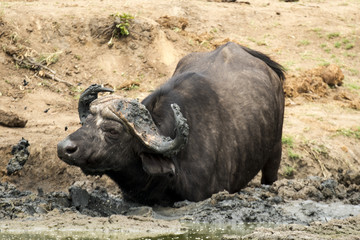 Buffle d'Afrique, Syncerus caffer, Parc national Kruger, Afrique du Sud