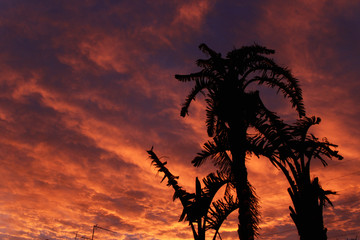 three palm trees and a sunrise