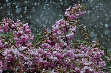 Blüten im Schneefall