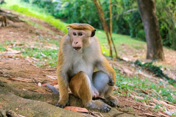 Sri-Lankan toque macaque