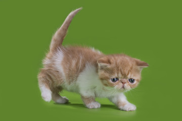 Fototapeta na wymiar funny kitten on a background isolated