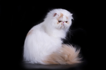 Funny Persian cat in studio isolated