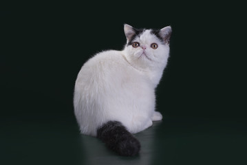 Funny exotic cat in studio isolated