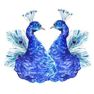 Watercolor vintage pair of peacock, natural illustration