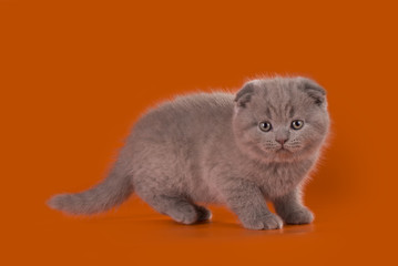 funny kitten on a background isolated