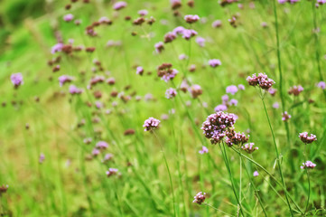 group of purple flower