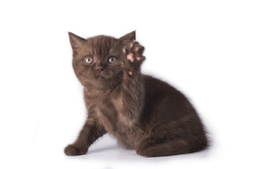 little kitten оn a background isolated