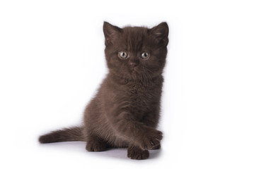 little kitten оn a background isolated