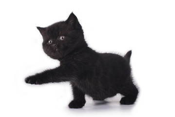 little kitten оn a background isolated