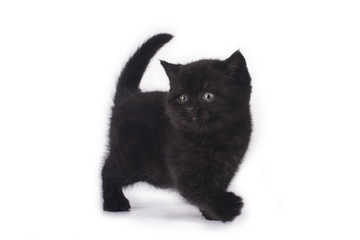 funny kitten on a background isolated