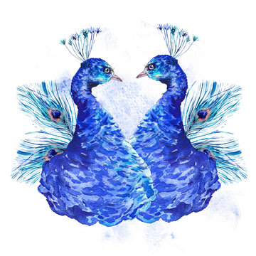 Watercolor vintage peacock, natural illustration