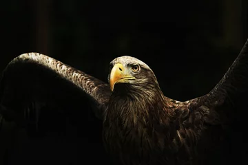  White-tailed Eagle © Robin