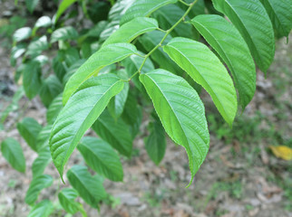 green fresh leaves close up macro shot