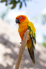 beautiful parrot 
