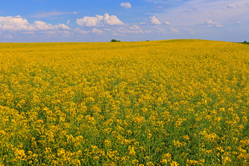 Fototapeta premium Beautifully yellow oilseed rape flowers in the field, blue sky and clouds background, landscape