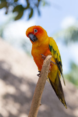 beautiful parrot 