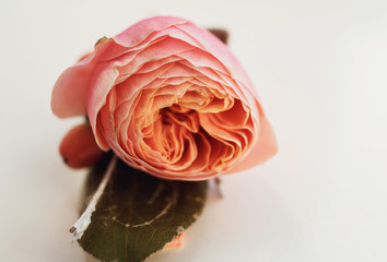 The buttonhole for groom