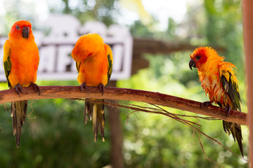 Beautiful parrot on tree branch and swimming.	
