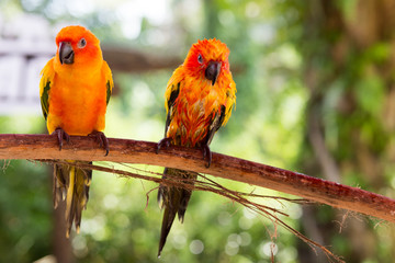 Beautiful parrot on tree branch and swimming.	