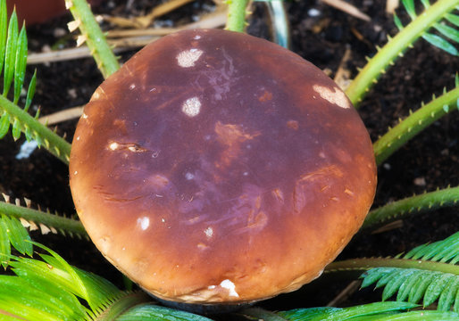 Boletus Mushroom, Dolomites
