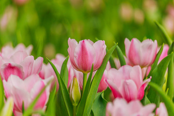Beautiful  pink tulips blooming in the garden