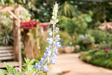 colorful of flower and sunlight
