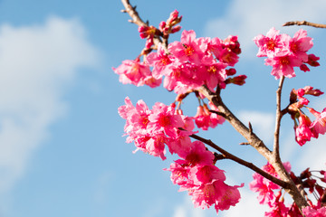colorful of cherry Blossom and green leaf with sun light,