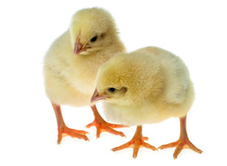 Obraz premium two small yellow chicks