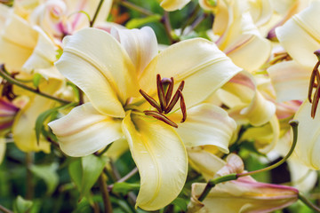 yellow lily in the garden