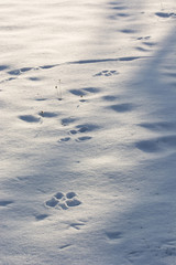 Hare tracks in the snow.
