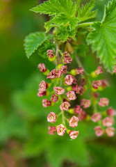 branch of blooming red currant