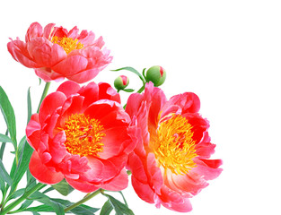 Peony Flowers Bouquet over white background