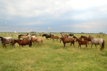 Caballos Criollos