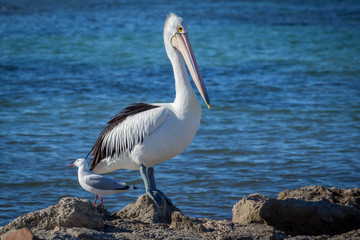 Australian Pelican and seagull on seashore.