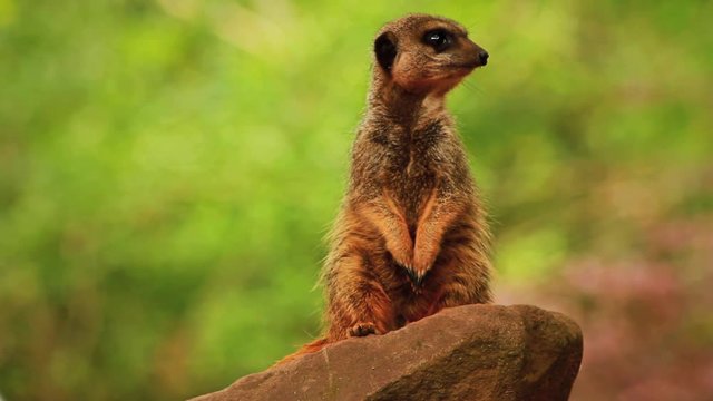 Curious & Cute Looking Meerkat