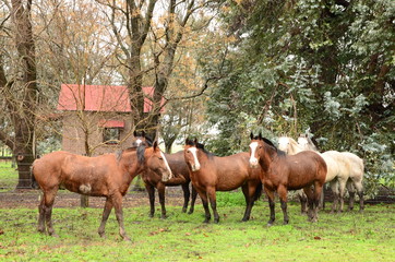 Caballos Criollos