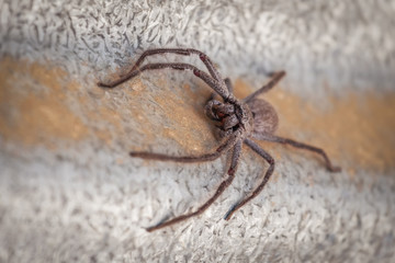Big Huntsman Spider closeup.